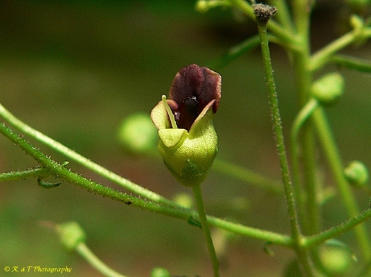 {Scrophularia marilandica}